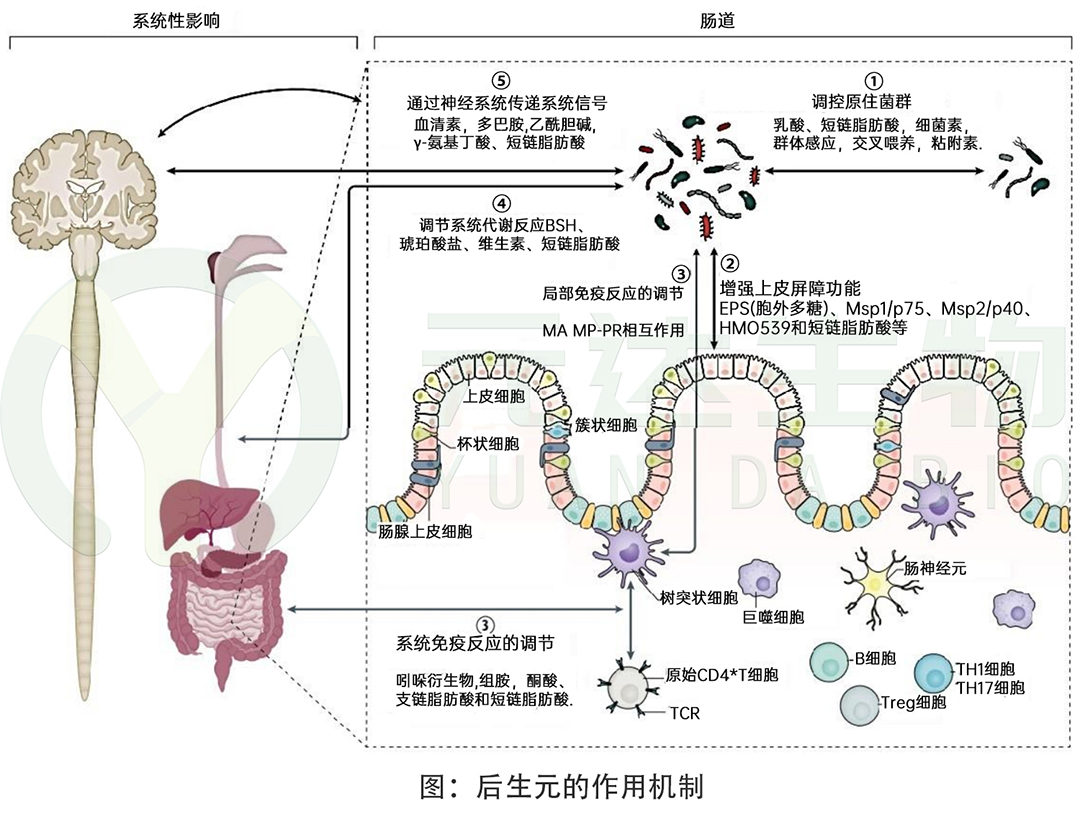 后生元的作用机制.jpg