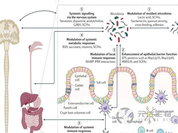 元达生物 详解后生元作用机制(图2)