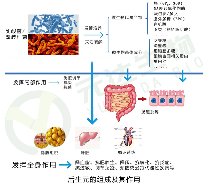 后生元的组成及其作用